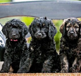 San Diego Goldendood...