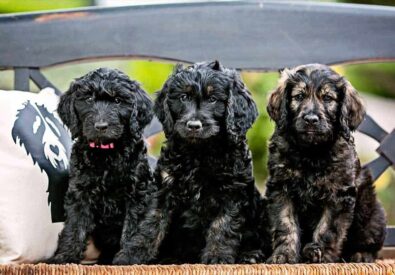 San Diego Goldendood...