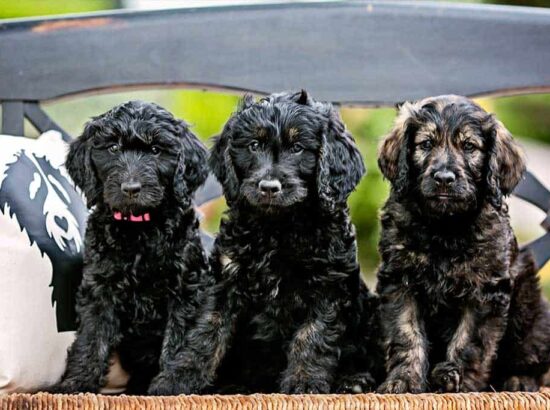 San Diego Goldendoodles 