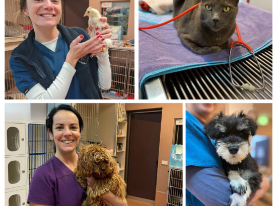 Chatswood Veterinary Clinic 