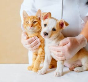Chatswood Veterinary...